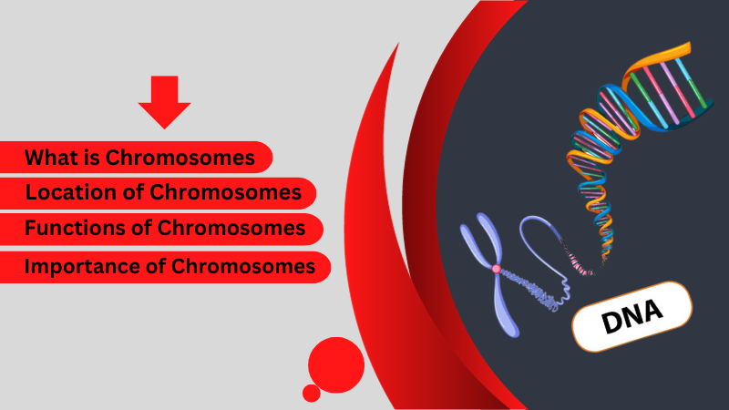 where are chromosomes found in a cell state their function