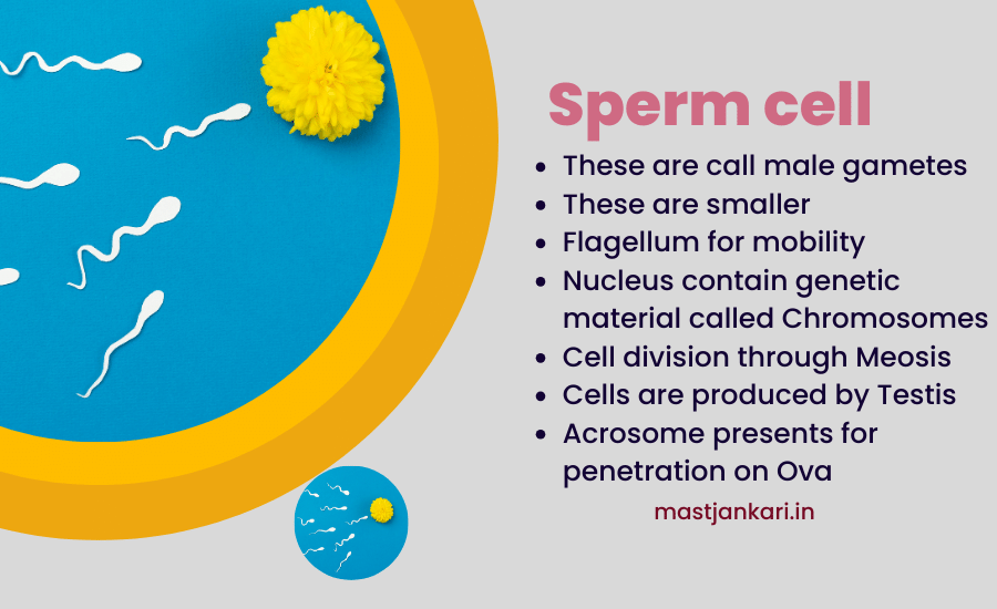 the cell involved in sexual reproduction are called