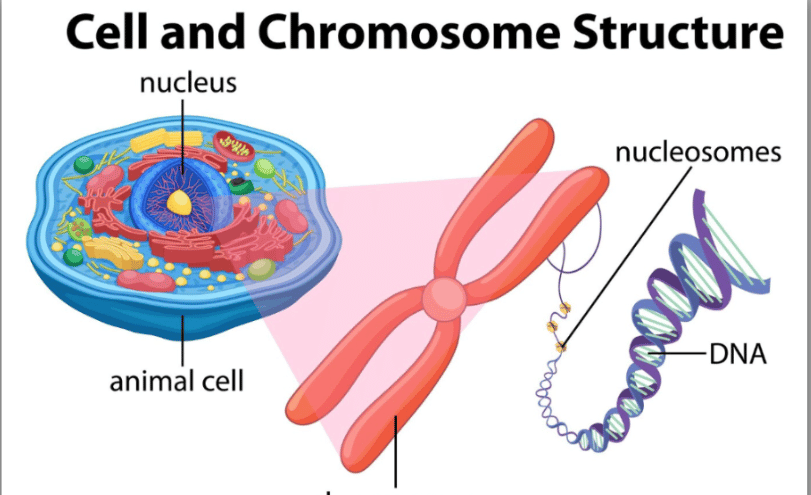 where are chromosomes found in a cell state their function