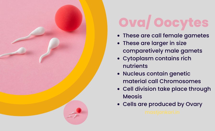 the cell involved in sexual reproduction are called