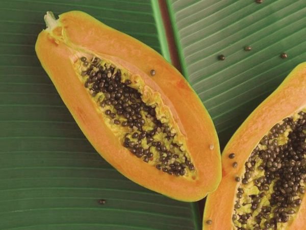 papaya for periods